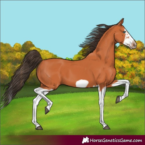 Horse Color:Bay Splash Frame 