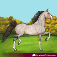 Horse Color:Bay Roan Dun Splash Frame 