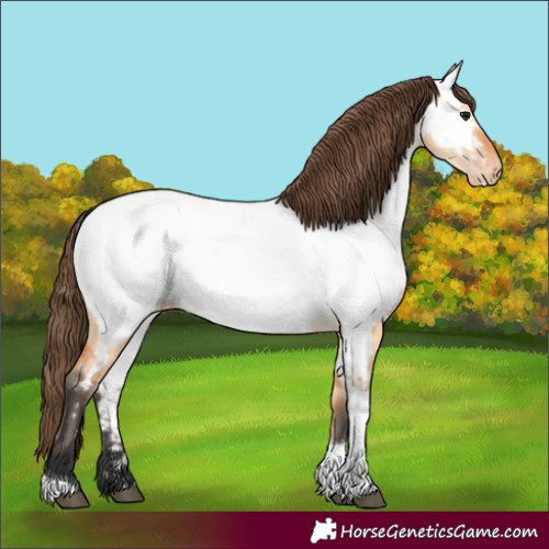 Horse Color:Unknown 