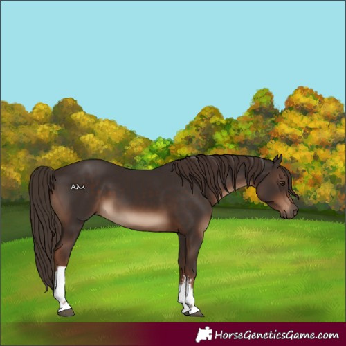 Horse Color:White Spotted Liver Chestnut 