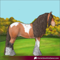 Horse Color:Bay Tobiano Appaloosa