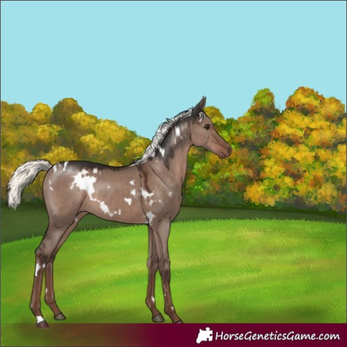 Horse Color:White Spotted Liver Red Dun Mushroom Rabicano 