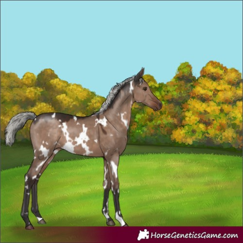 Horse Color:White Spotted Liver Red Dun Mushroom Rabicano 