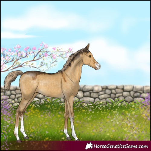 Horse Color:Chocolate Palomino Dun Mushroom Sabino Rabicano 