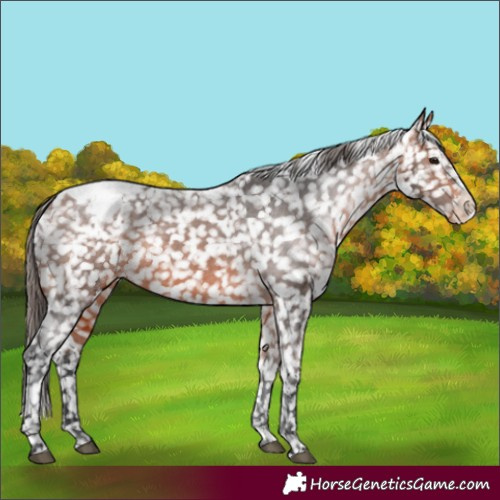 Horse Color:Bay Sabino Snowflake VarnishRabicano 