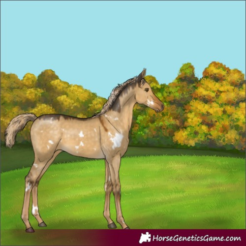 Horse Color:White Spotted Chocolate Palomino Dun Mushroom Rabicano 