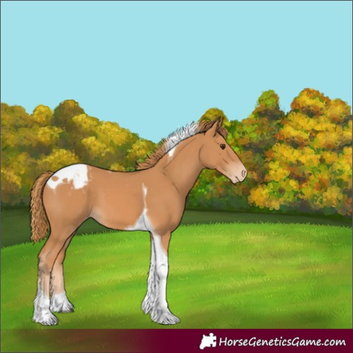Horse Color:Unknown 
