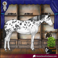 Horse Color:White Spotted Black Appaloosa 