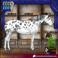 Horse Color:White Spotted Black Appaloosa