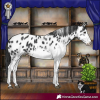 Horse Color:White Spotted Black Appaloosa