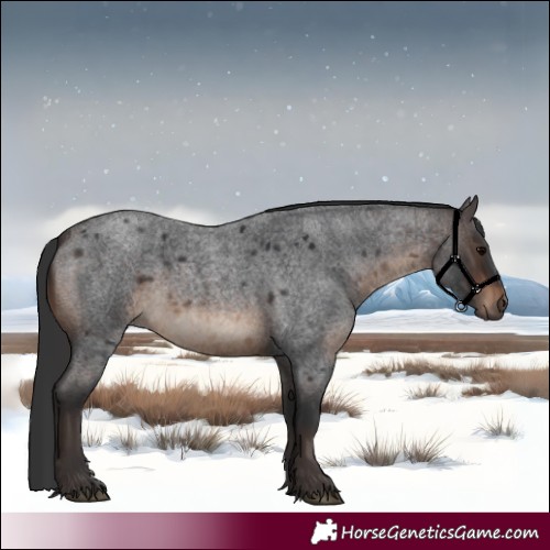 Horse Color:White Spotted Brown Roan 