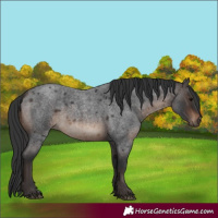 Horse Color:White Spotted Brown Roan 