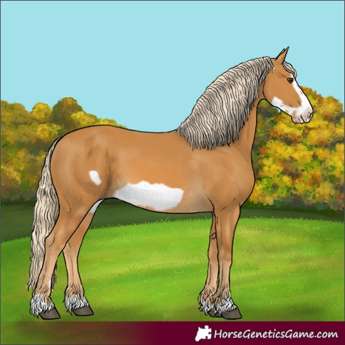 Horse Color:Unknown 