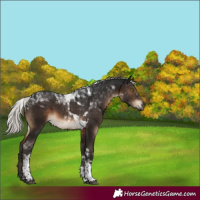 Horse Color:Gray Silver Brown Tobiano Rabicano 