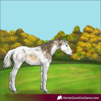 Horse Color:Silver Buckskin Mushroom Splash Tobiano Rabicano 
