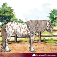 Horse Color:Red Dun Appaloosa 