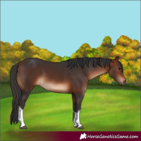 Horse Color:White Spotted Bay 