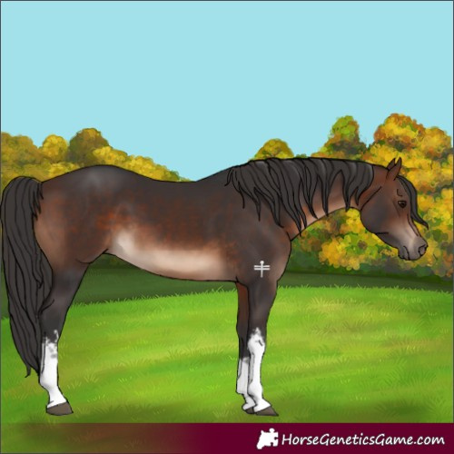 Horse Color:White Spotted Brown 