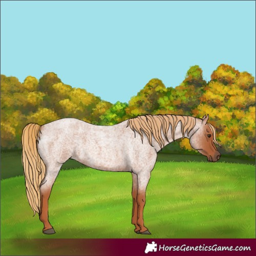 Horse Color:Unknown 