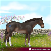 Horse Color:White Spotted Liver Chestnut 