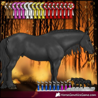 Horse Color:Black 