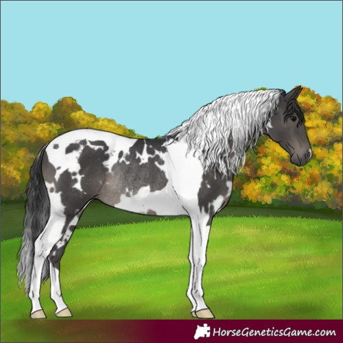 Horse Color:White Spotted Black Tobiano Rabicano