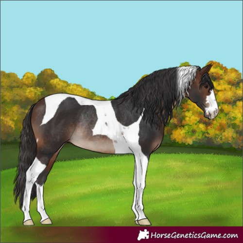 Horse Color:Brown Tobiano Rabicano 