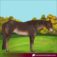 Horse Color:White Spotted Liver Chestnut 