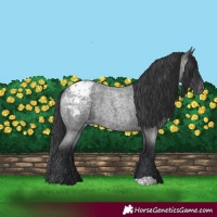 Horse Color:Blue Roan Appaloosa