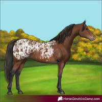 Horse Color:Brown Rabicano and Brown Appaloosa Rabicano