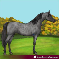 Horse Color:Smoky Blue Roan 