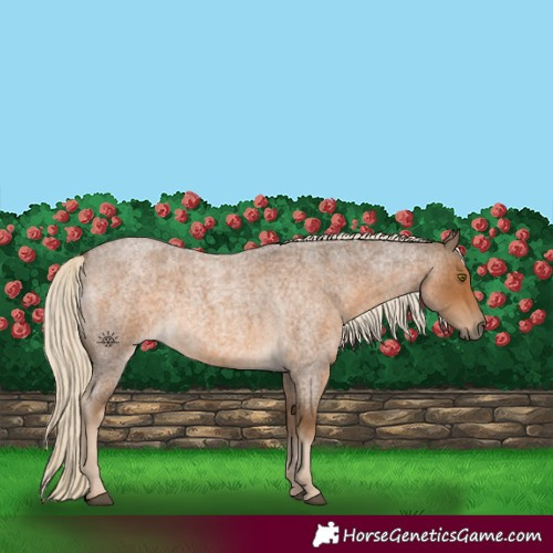 Horse Color:Chocolate Palomino Roan 
