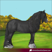 Horse Color:Black Appaloosa Rabicano 