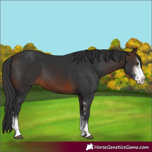 Horse Color:Brown Sabino 
