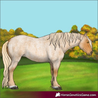 Horse Color:Palomino Roan 