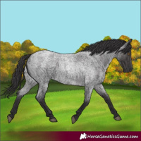 Horse Color:Smoky Blue Roan