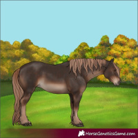 Horse Color:White Spotted Liver Chestnut 