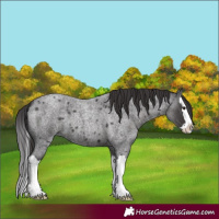 Horse Color:Smoky Blue Roan Splash