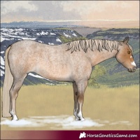 Horse Color:Chocolate Palomino Roan 