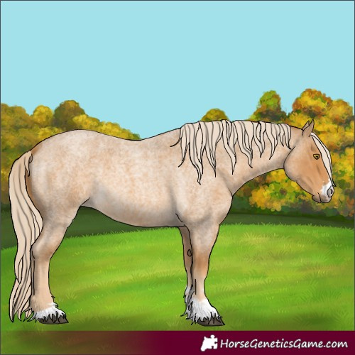 Horse Color:Palomino Roan 