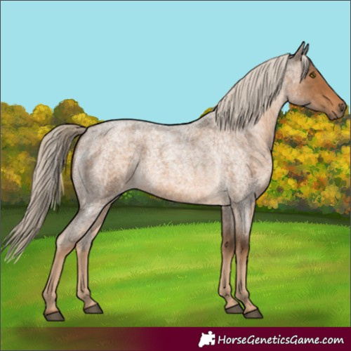 Horse Color:Chocolate Palomino Roan 