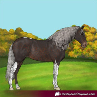 Horse Color:Silver Brown Tobiano Appaloosa Rabicano 