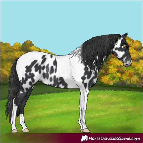 Horse Color:Black Tobiano Near Leopard Rabicano 