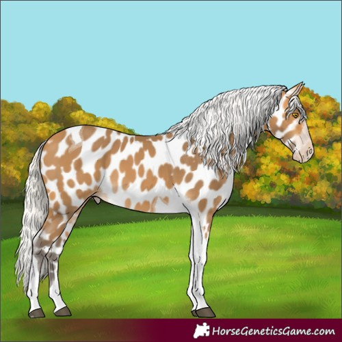 Horse Color:Silver Buckskin Tobiano Near Leopard 