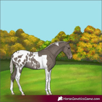 Horse Color:Silver Smoky Black Tobiano Appaloosa Rabicano 