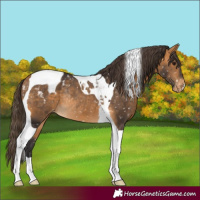Horse Color:Buckskin Tobiano Appaloosa Rabicano 