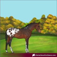 Horse Color:Bay Tobiano Appaloosa 