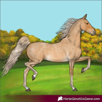 Horse Color:Palomino Roan 