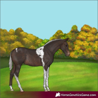 Horse Color:Silver Brown Tobiano Appaloosa Rabicano 