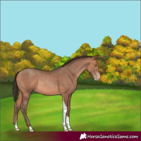 Horse Color:Amber Champagne Tobiano Rabicano 